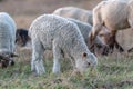 Little lamb grazes in a meadow on a background of a herd of sheep close-up. Against the background of grass. Horizontal