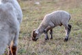 Little lamb grazes in a meadow on a background of a herd of sheep close-up. Against the background of grass. Horizontal