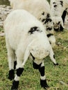 Little lamb grazing in the grass Royalty Free Stock Photo