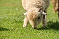 Little lamb grazing on the green grass Royalty Free Stock Photo