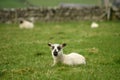 Little lamb on green grass Royalty Free Stock Photo