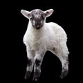 A little lamb isolated over black background Royalty Free Stock Photo