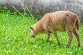 Little lamb on the pasture eats green grass Royalty Free Stock Photo