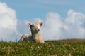 Little lamb resting on spring meadow