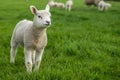 Little lamb standing alone with its family in the background Royalty Free Stock Photo