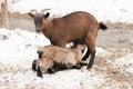 Little lamb sucking milk from the goat