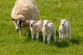Little lamb triplets in the spring in a green field with their mother sheep in the meadow Royalty Free Stock Photo
