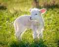 Little lamb