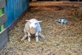 Cute, little lamb in a farm shying of human presence