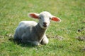 Little lambkin Royalty Free Stock Photo