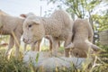 Little Lambs Feeding