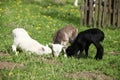 Little lambs and goatling with dandelions in spring Royalty Free Stock Photo