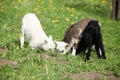 Little lambs and goatling with dandelions in spring Royalty Free Stock Photo