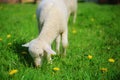 Little lambs grazing on a beautiful green meadow with dandelion. Royalty Free Stock Photo