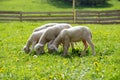 Little lambs grazing on a beautiful green meadow with dandelion. Royalty Free Stock Photo