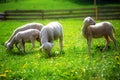 Little lambs grazing on a beautiful green meadow with dandelion. Royalty Free Stock Photo