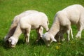 Little lambs grazing on a beautiful green meadow with dandelion. Royalty Free Stock Photo