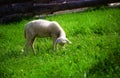 Little lambs grazing on a beautiful green meadow with dandelion. Royalty Free Stock Photo