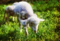 Little lambs grazing on a beautiful green meadow with dandelion. Computer painting effect. Royalty Free Stock Photo