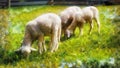 Little lambs grazing on a beautiful green meadow with dandelion. Computer painting effect. Royalty Free Stock Photo