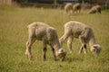 Little lambs grazing on grass. Royalty Free Stock Photo