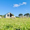 Little lambs live in the sheep pen on green grass with blue sky and white clouds background. Royalty Free Stock Photo