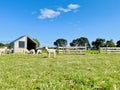 Little lambs live in the sheepfold on green grass blue sky background. Royalty Free Stock Photo
