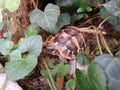 Little land turtle explores the green foliage Royalty Free Stock Photo