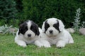 Little Landseer puppy portrait Royalty Free Stock Photo