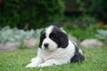 Little Landseer puppy portrait Royalty Free Stock Photo