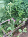 Little lavender daisy at roadsides of village