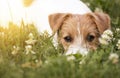 Little lazy dog puppy lying in the grass Royalty Free Stock Photo