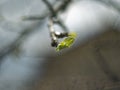 The little leaf on the Apple tree in the spring Royalty Free Stock Photo