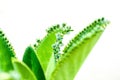 Little leaf on big one Royalty Free Stock Photo