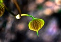 Little leaf macro shot beautiful background pattern sunlit