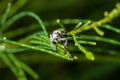 Little leaf notcher weevil Artipus floridanus front view, macro - Davie, Florida, USA