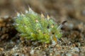 Little Leaf-sheep Nudibranch Royalty Free Stock Photo