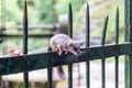 Little least weasel exploring terrain at Vintgar Gorge near to Bled, Slovenia.