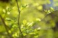 Little leaves on branch