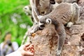 Little lemur sitting on a rock and takes carrots from tourist hands in the Shanghai Zoo. Royalty Free Stock Photo