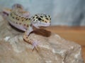 Little leopard gecko on a stone. close up