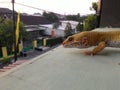 A LITTLE LEOPARD GECKO