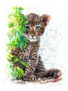 Little Leopard watercolor painting with white background