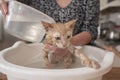 Little light brown baby kitten being bathed by her owner inside a white plastic face washer filled with water in the kitchen of