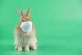 Little light brown hair rabbit stand and wearing mask on green screen or background. Concept of symbol of protection from Covid-19