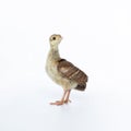 A little, light brown young Indian peafowl was photographed up close in a studio against a stark white background