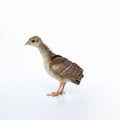A little, light brown young Indian peafowl was photographed up close in a studio against a stark white background