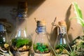 Little light bulb terrariums