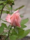Little light pink rose