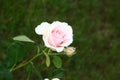 A little light pink rose